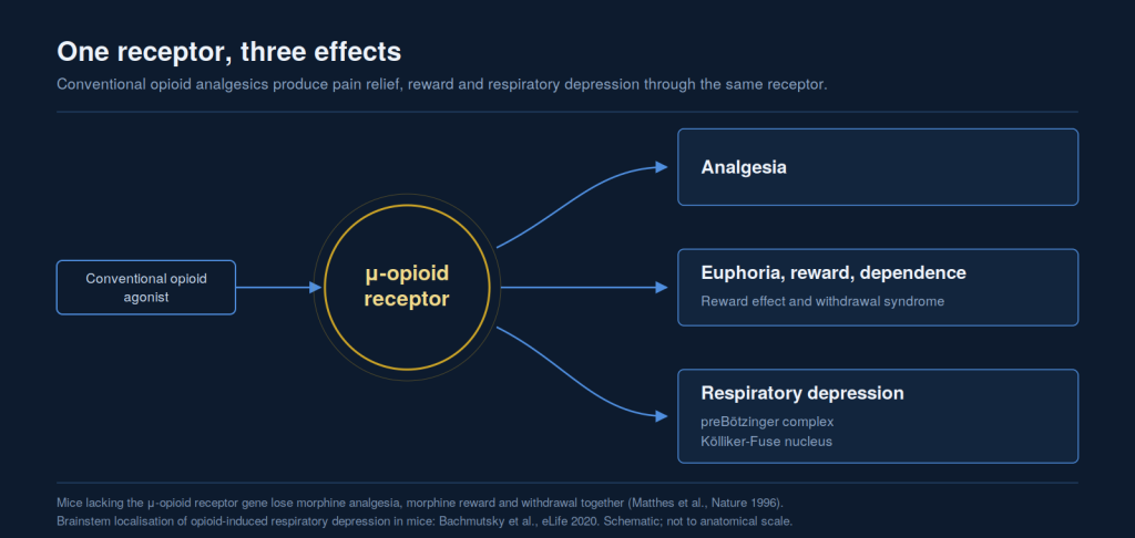 Schematic: analgesia, reward and respiratory depression are
mediated by the same mu-opioid receptor.